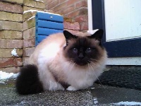 image of birman #5