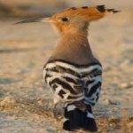 image of bird