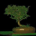 image of bonsai #8