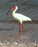 image of ibis