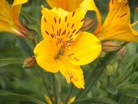 image of flower