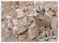 image of ibex