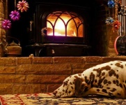 image of dalmatian