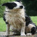 image of collie #24