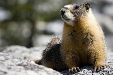image of marmot