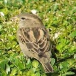 image of bird