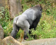 image of gorilla #25