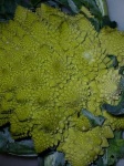 image of cauliflower