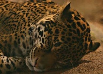 image of jaguar_car