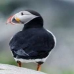 image of bird
