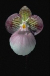 image of flower
