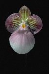 image of hard_leaved_pocket_orchid #13