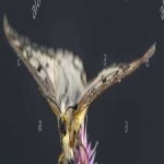 image of animal