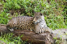 image of jaguar_car