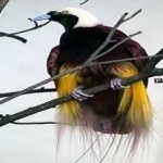 image of bird