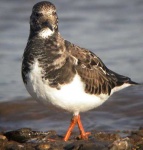 image of ruddy_turnstone