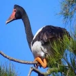 image of bird