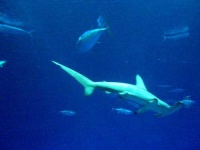 image of hammerhead