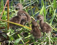 image of limpkin