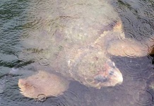 image of leatherback_turtle