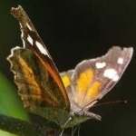 image of animal