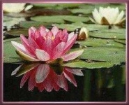 image of lotus