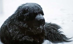 image of tibetan_mastiff