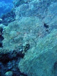image of coral_reef #23