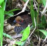 image of partridge