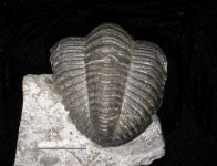image of trilobite