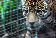 image of jaguar