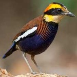 image of bird
