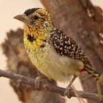 image of bird