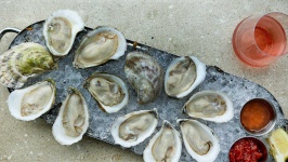 image of oyster #48