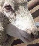 image of animal