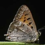 image of animal
