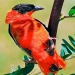 image of bird