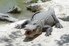 image of animal