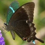 image of banded_butterfly #84