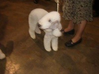image of bedlington_terrier