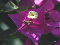 image of flower