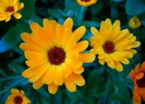 image of flower