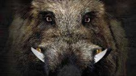 image of animal