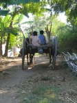 image of oxcart