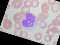 image of blood_cell