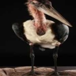 image of bird