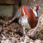 image of bird