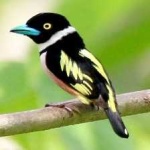 image of bird