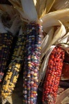 image of corn