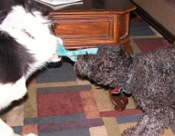 image of miniature_poodle